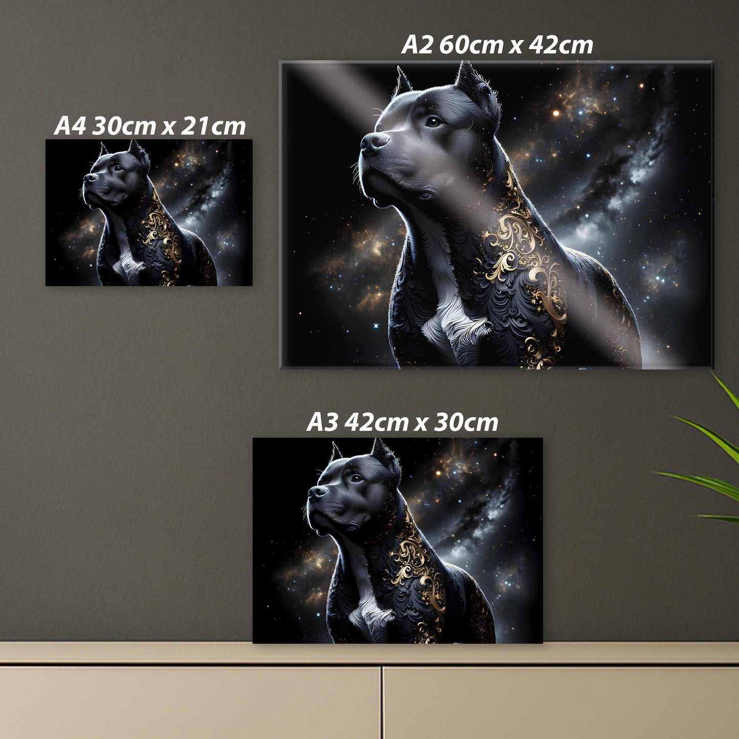 AmStaff Royal – Tableau Noir & Or