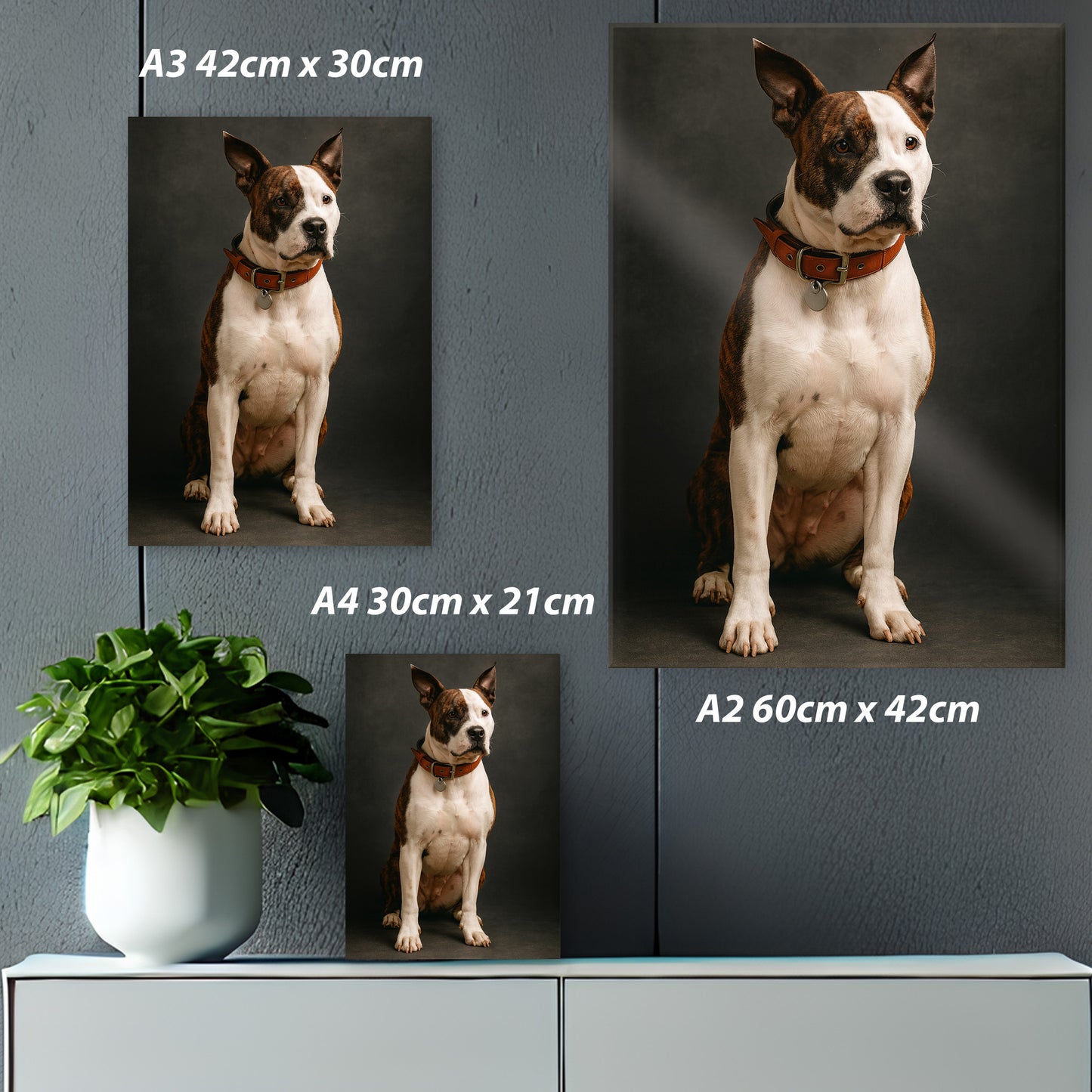 Votre Animal – Tableau Studio Moderne